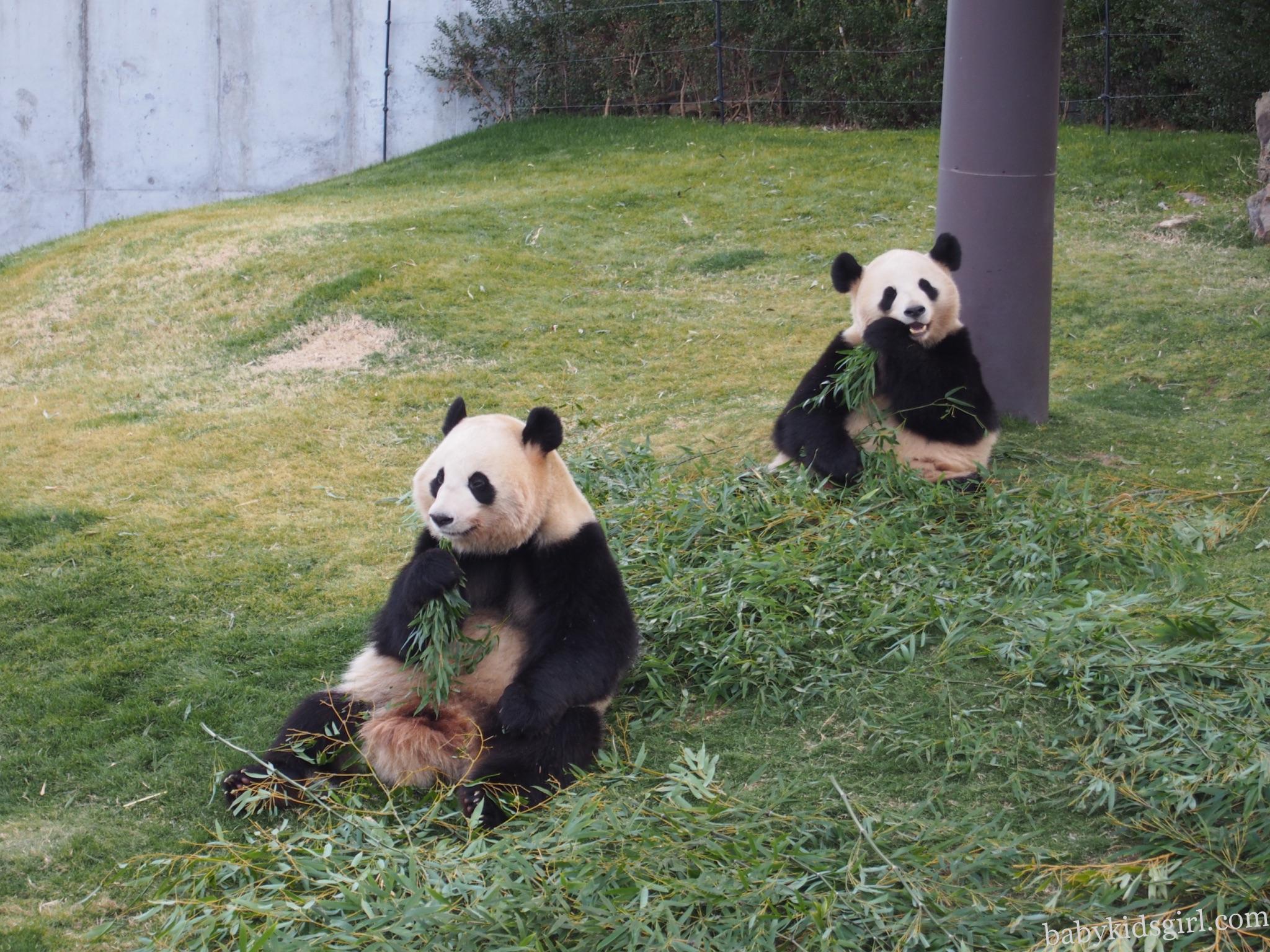 2歳6ヶ月和歌山日帰り アドベンチャーワールド飛行機旅 旅好きともこの子育てlife 2歳6ヶ月和歌山日帰り アドベンチャーワールド飛行機旅 旅好きともこの子育てlife